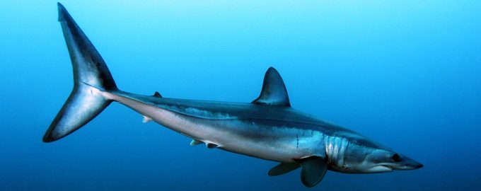 мако в воде