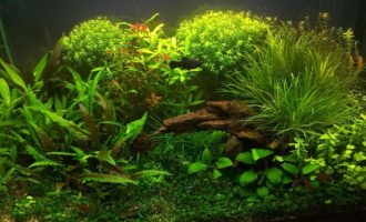аквариум -травник