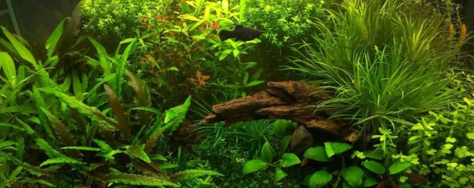аквариум -травник