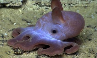 осьминог дамбо