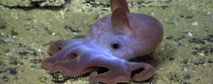 осьминог дамбо