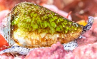 ядовитая улитка