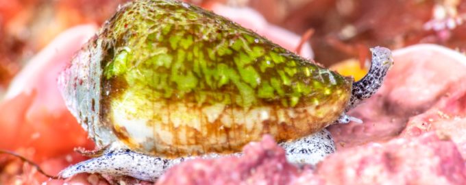 ядовитая улитка