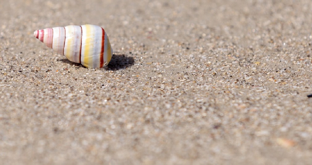 улитка конус