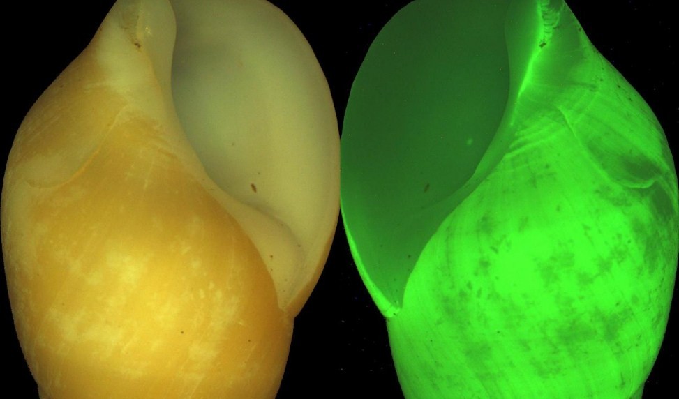 некоторые улитки светятся ощущая опасность 