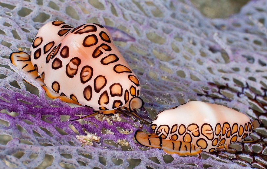 внешний вид улитки язык фламинго 