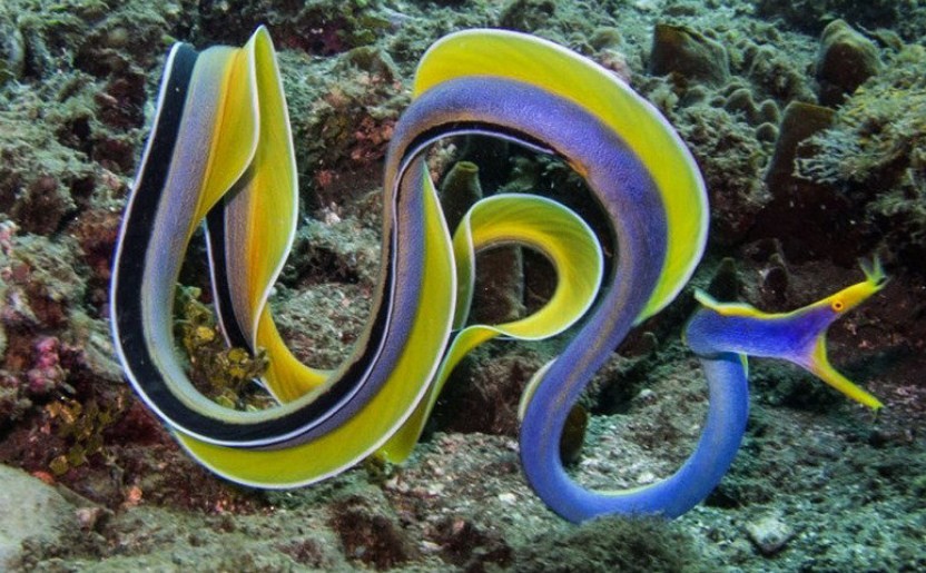 Ленточная мурена – рыба, которая меняет цвет и пол