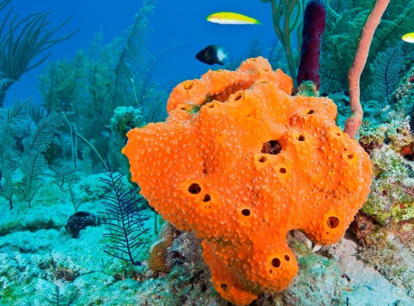 морская губка является животным