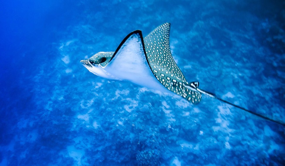 что известно про скатов