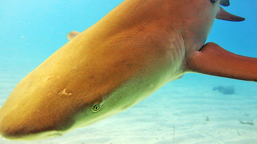 как выглядит зрелая лимонная акула