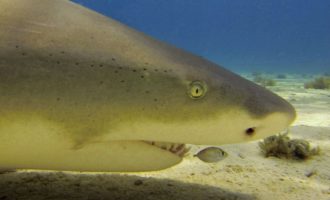 голова лимонной акулы