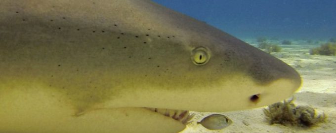 голова лимонной акулы