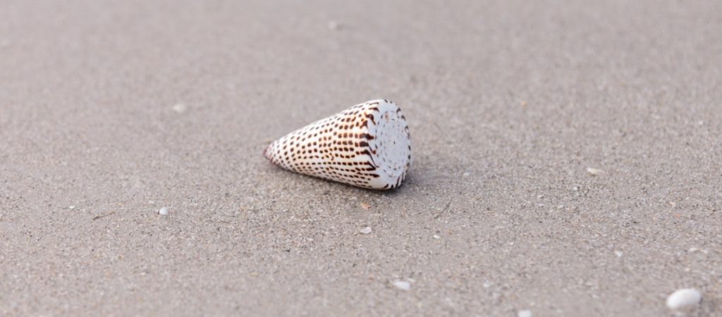 как выглядит улитка конус