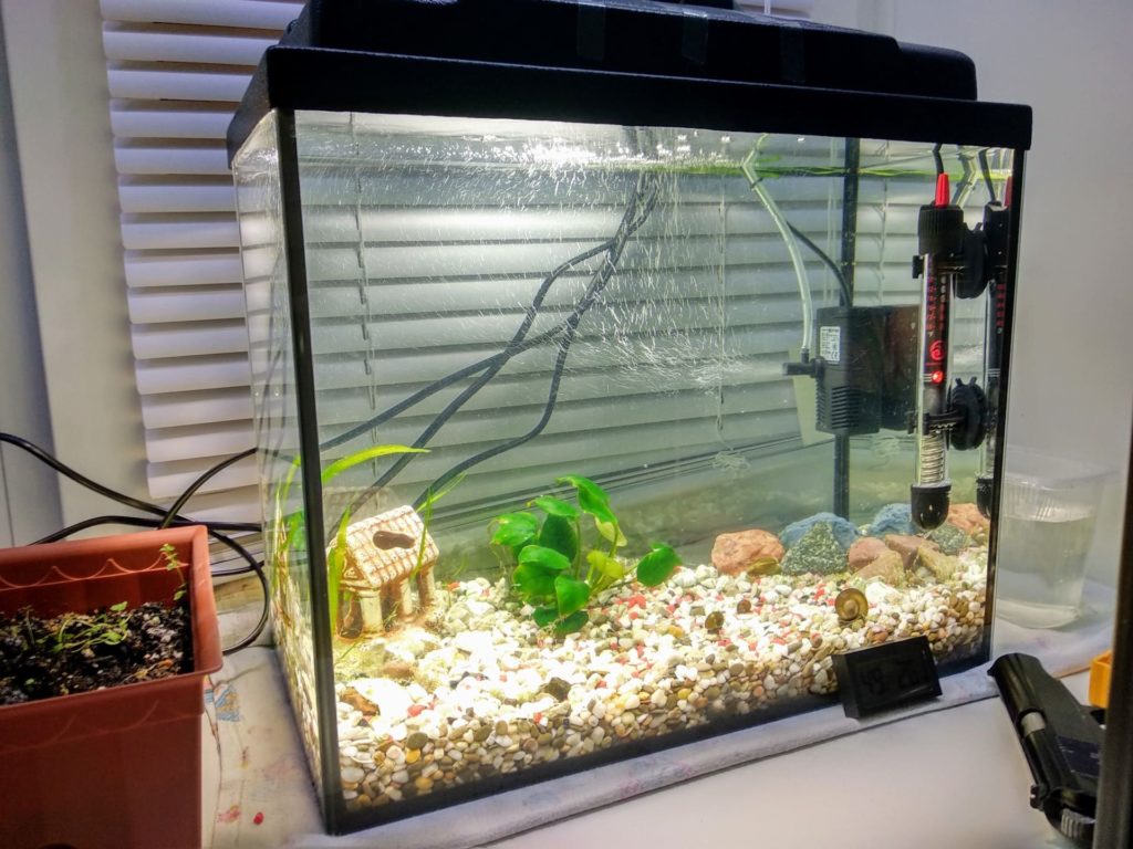 запуск маленького аквариума 
