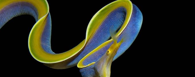 ленточная мурена