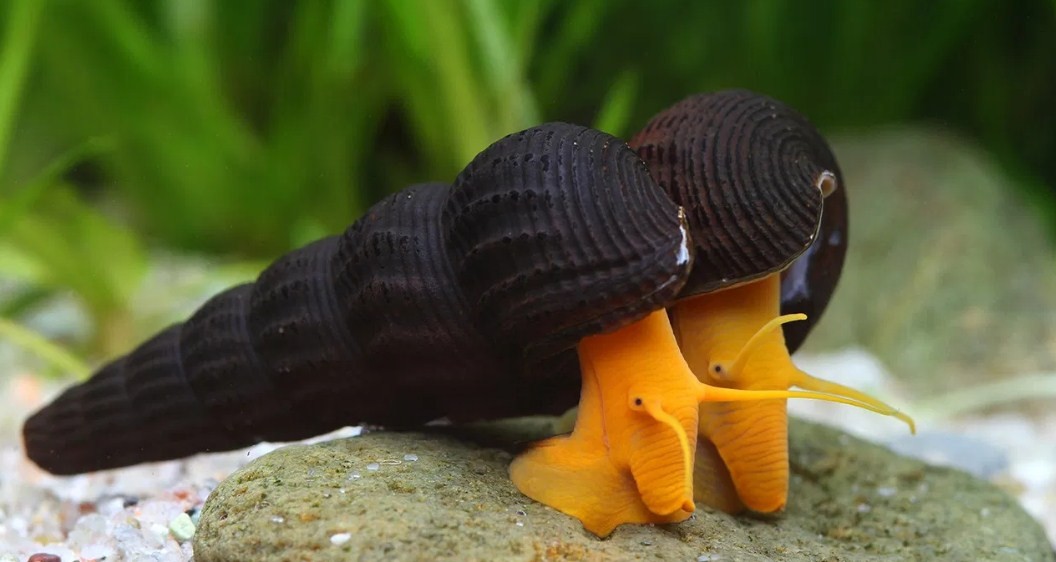 улитка золотой слон или оранжевый кролик 