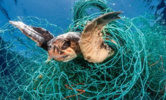 как страдают животніе от сетей и мусора