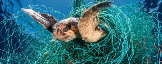 как страдают животніе от сетей и мусора