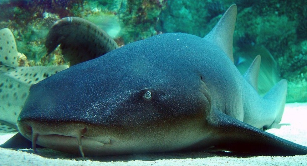 акула нянька на дне