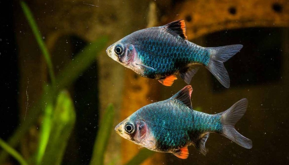 мшистый или барбус мутант