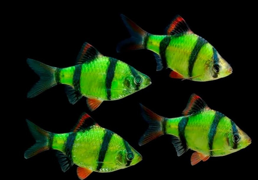 селекционная форма глофиш