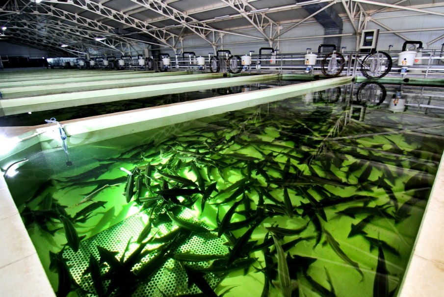 осетровая ферма как прибыльный бизнес