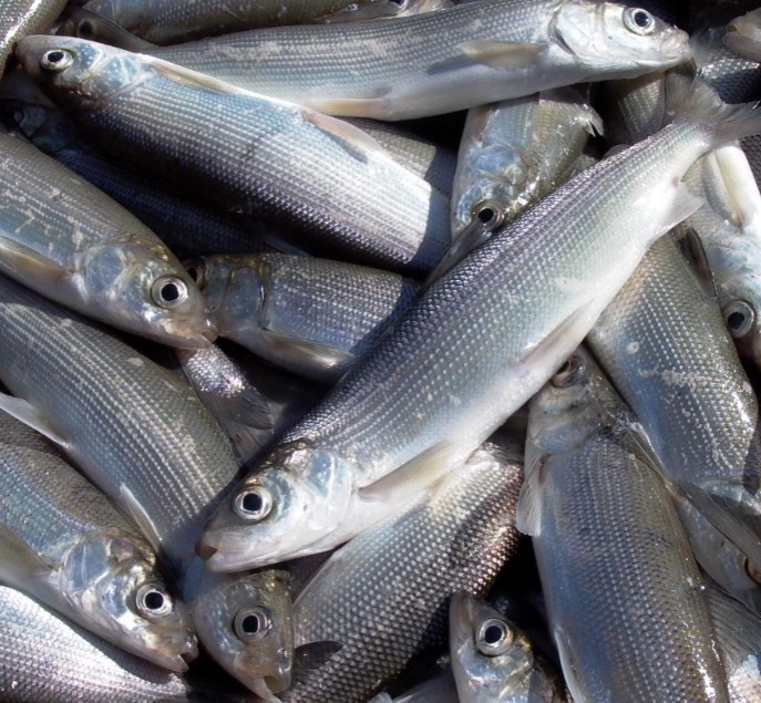 как выглядит байкальский омуль