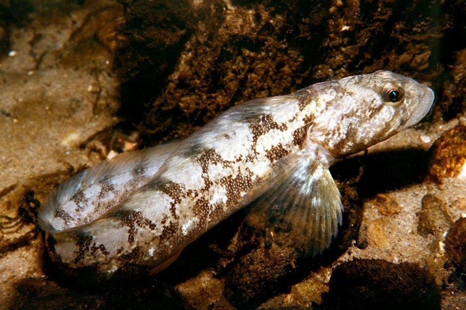 что стало причиной исчезновения с продажи рыбы бельдюги