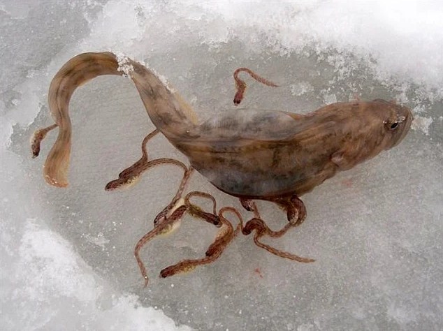 почему бельдюга пропала с прилавков