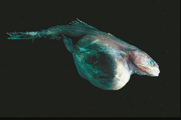 живот рыбы может увеличиваться в десятки раз