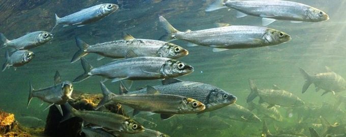 омуль из озера Байкал