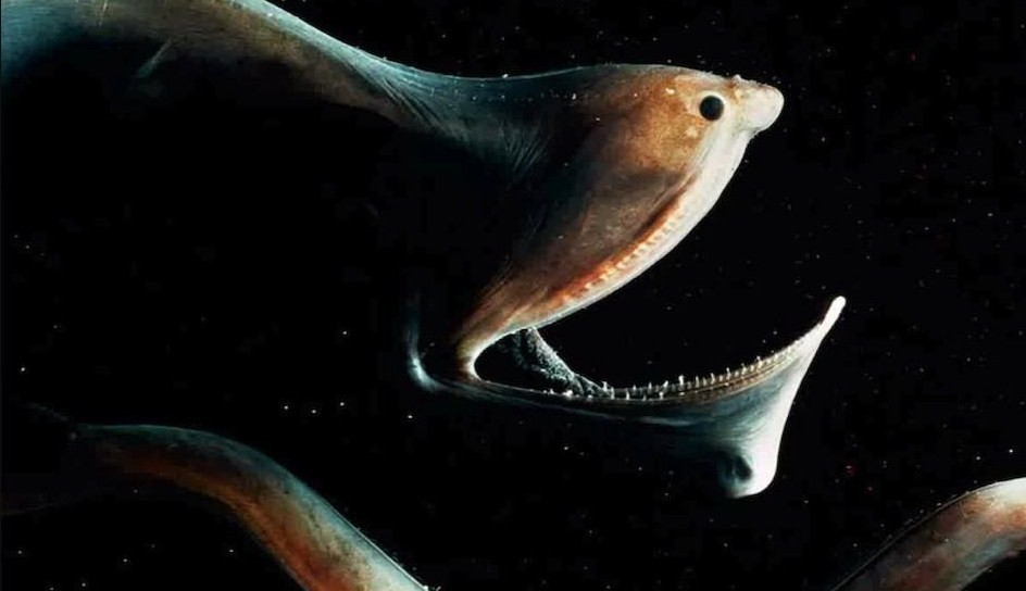 пасть мешкоглота