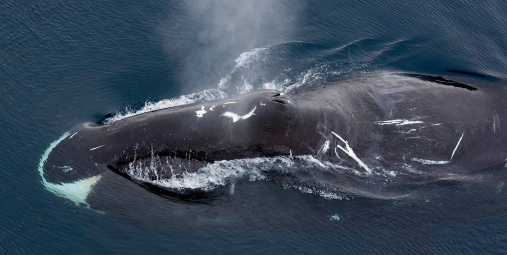 гренландский кит на поверхности