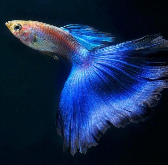 рыбка гуппи 