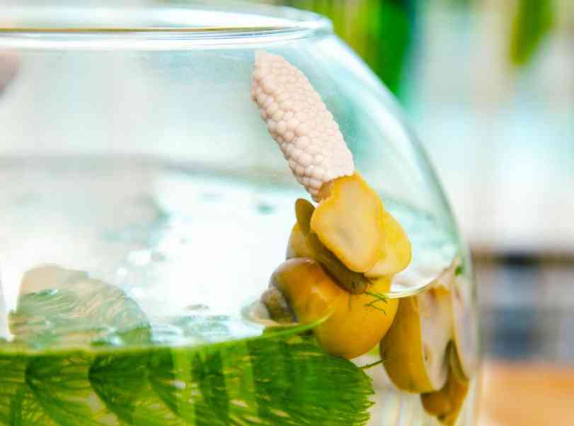 ампулярия с икрой