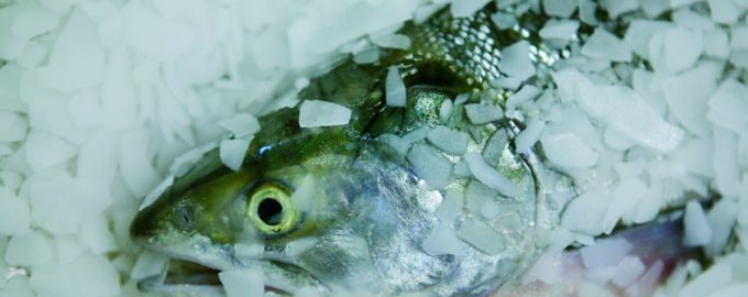 охлажденная рыба на льду
