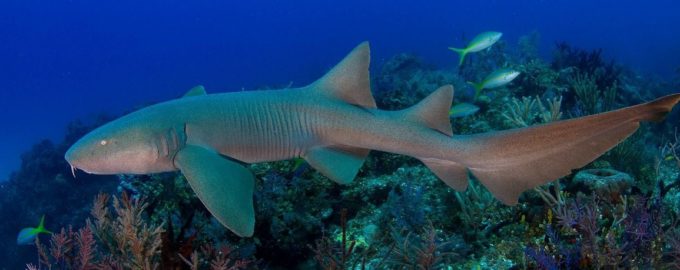 внешний вид акулы няньки