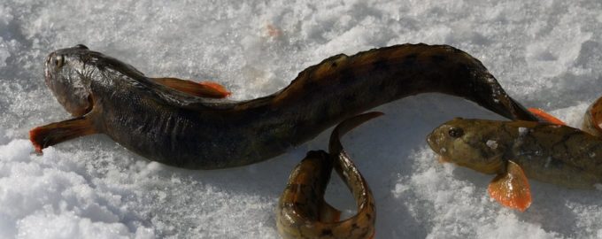 внешней вид бельдюги