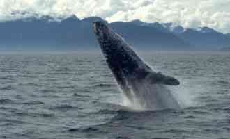 внешний вид гренландского