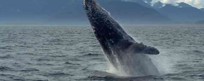 внешний вид гренландского