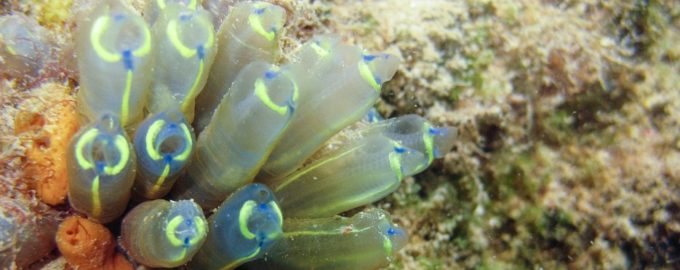 морские оболочники