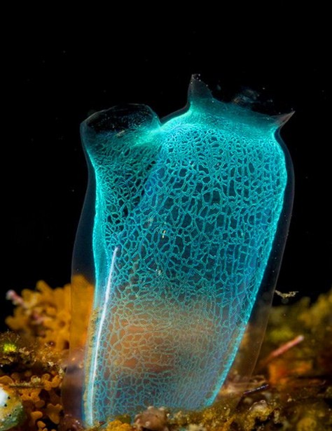 особенности строения оболочников