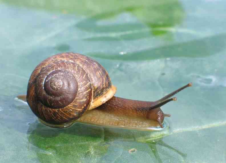 улитка на листике