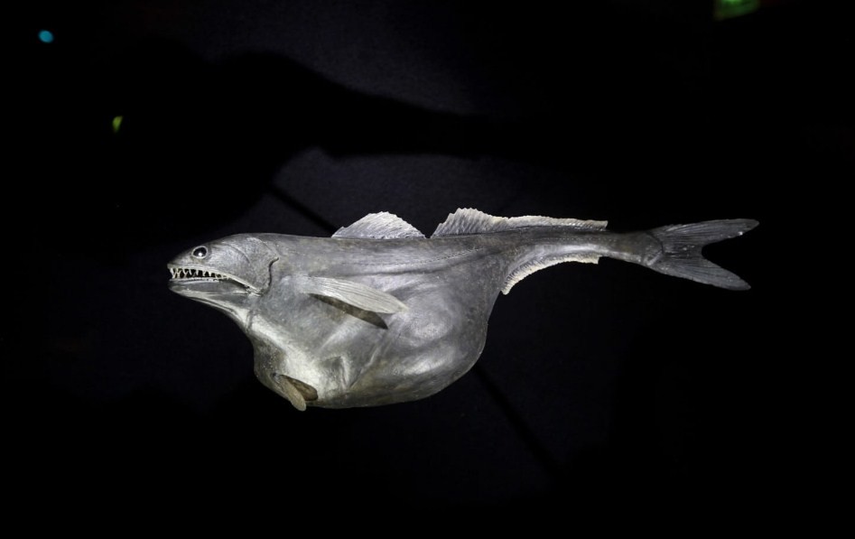 внешний вид мешкоглота