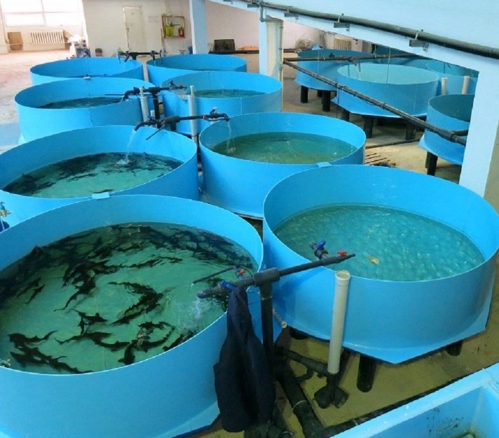 как разводят осетров в садках