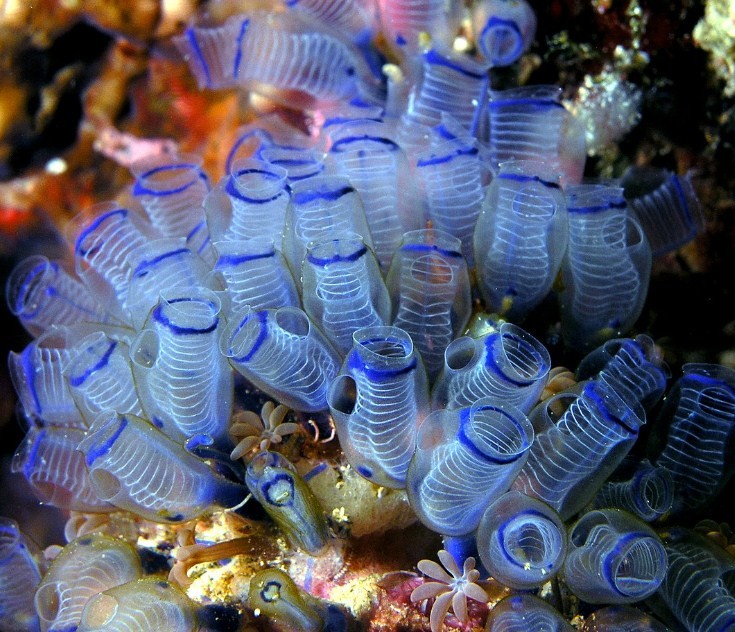 венерина мухоловка под водой