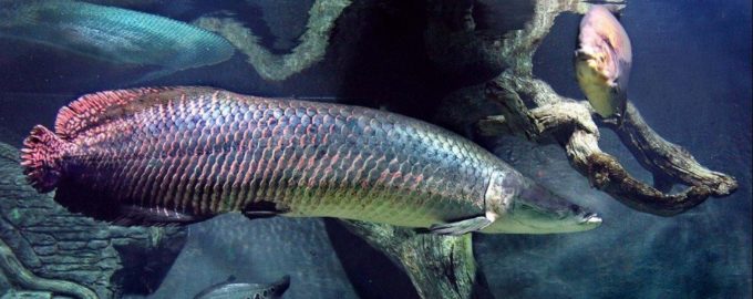 особенности строения и внешнего вида арапаймы