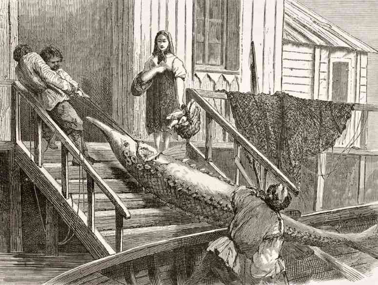 большой осетр