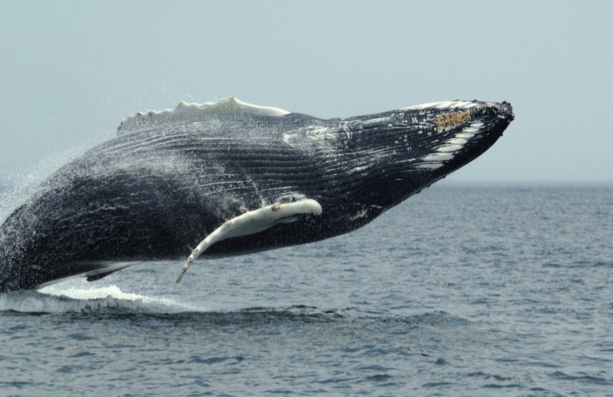 полярный кит над водой