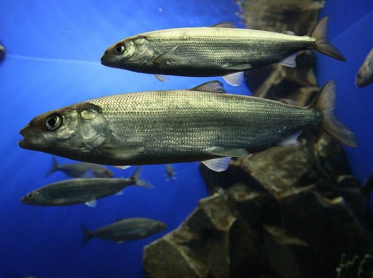 рыба байкальский омуль